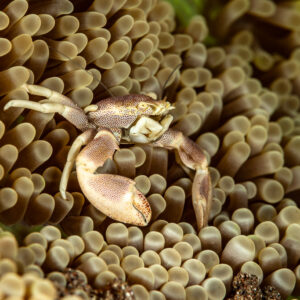 Spotted porcelain crab spread on a carpet of anemone tentacles, Pak Yan, Banda Sea, Indonesia