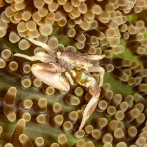 Spotted porcelain crab seen from above in anemone, vertical, Pak Yan, Banda Sea, Indonesia