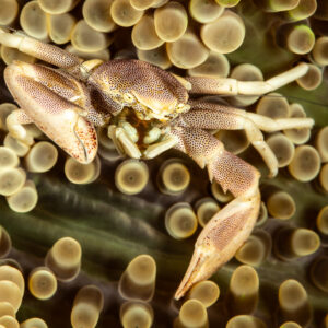Spotted porcelain crab with outstretched claw among anemone tentacles, Pak Yan, Banda Sea, Indonesia