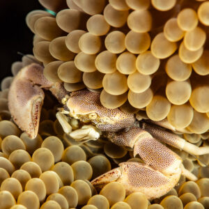 Close-up of a spotted porcelain crab at the edge of an anemone, Pak Yan, Banda Sea, Indonesia