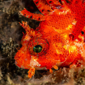 Close-up of a red shortfin lionfish head with green eye, Skolah, Banda Sea, Indonesia