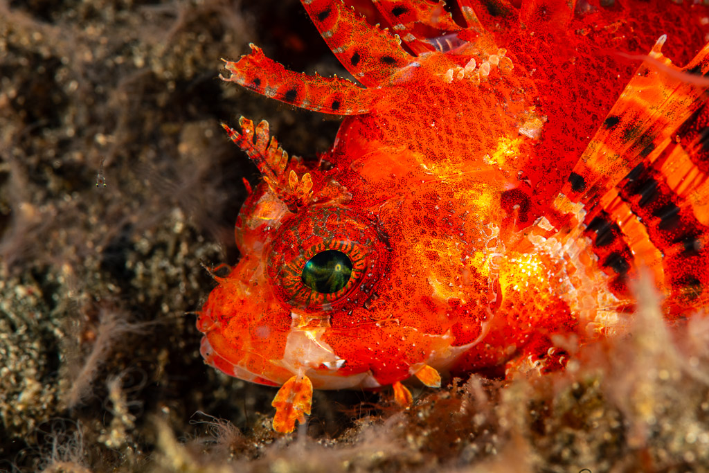 Close-up of a red shortfin lionfish head with green eye, Skolah, Banda Sea, Indonesia