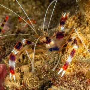 Banded coral shrimp with striped claws on the reef, Skolah, Banda Sea, Indonesia