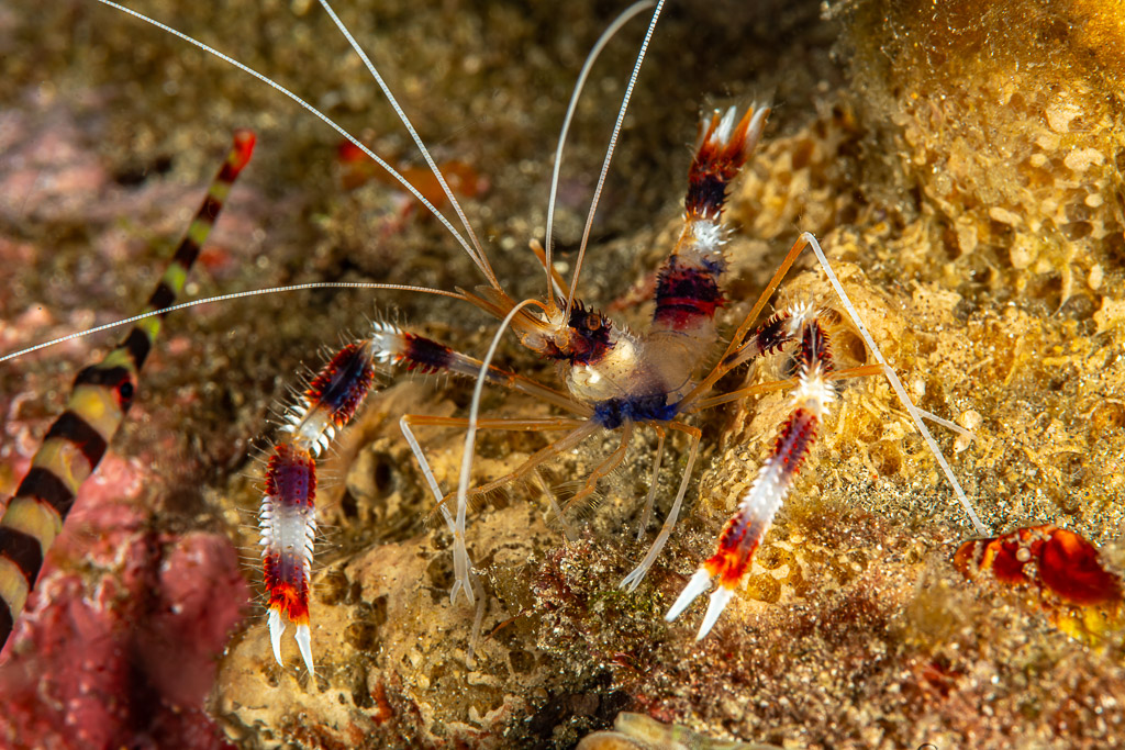 Banded coral shrimp with striped claws on the reef, Skolah, Banda Sea, Indonesia