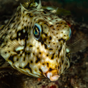 Thornback cowfish face-on close-up over dark sand, Skolah, Banda Sea, Indonesia