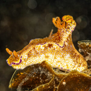 Gold-spotted nudibranch with purple edges crawling on brown algae, Skolah, Banda Sea, Indonesia
