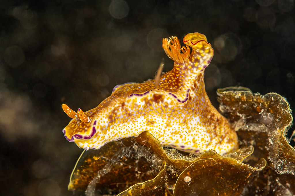 Gold-spotted nudibranch with purple edges crawling on brown algae, Skolah, Banda Sea, Indonesia