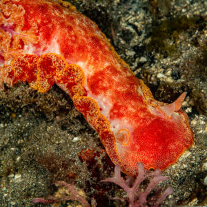 Spanish dancer nudibranch crawling over dark sand at night, Skolah, Banda Sea, Indonesia