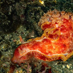 Spanish dancer nudibranch turning on dark sand, side view, Skolah, Banda Sea, Indonesia