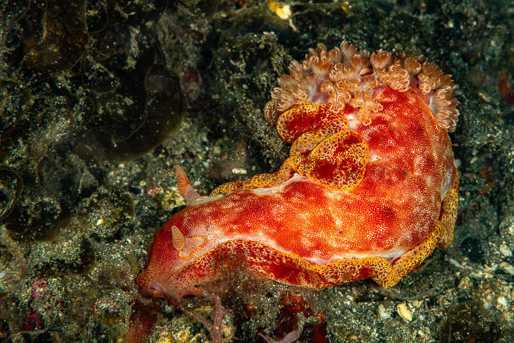 Spanish dancer nudibranch turning on dark sand, side view, Skolah, Banda Sea, Indonesia