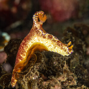 Vue verticale d’un nudibranche moucheté d’or dressé sur une algue, Skolah, mer de Banda, Indonésie