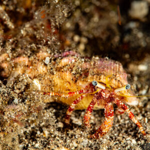 Bernard-l’ermite aux pattes rouges sur sable volcanique, Alor, mer de Banda, Indonésie