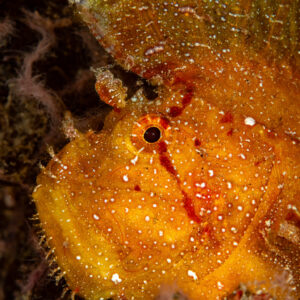 Close-up of a yellow leaf scorpionfish head and eye, Skolah, Banda Sea, Indonesia