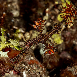 Ornate ghost pipefish among red and black crinoid arms, Skolah, Banda Sea, Indonesia