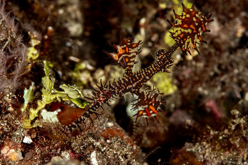 Ornate ghost pipefish among red and black crinoid arms, Skolah, Banda Sea, Indonesia
