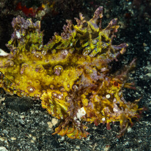 Yellow weedy scorpionfish resting on black volcanic sand, Skolah, Banda Sea, Indonesia