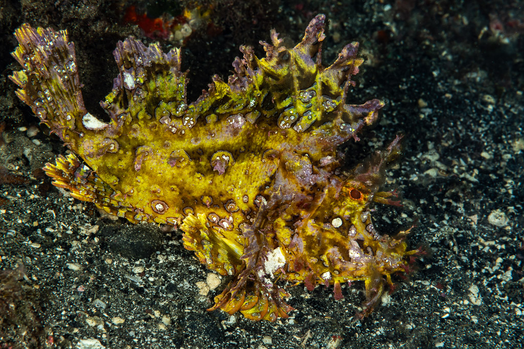 Yellow weedy scorpionfish resting on black volcanic sand, Skolah, Banda Sea, Indonesia