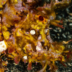 Close-up of a yellow weedy scorpionfish head with red eye, Skolah, Banda Sea, Indonesia