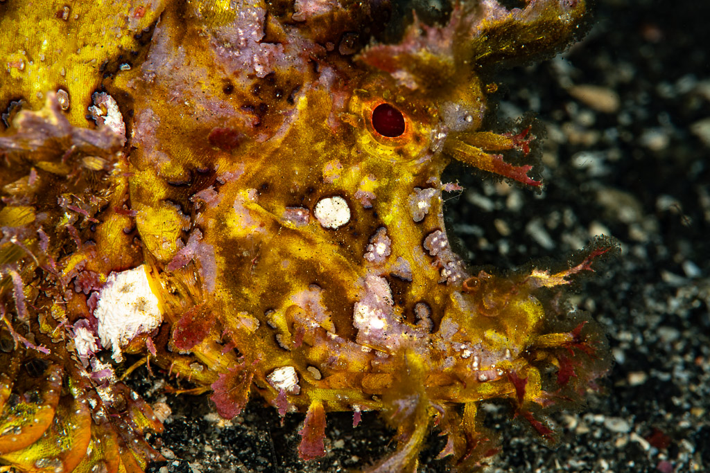 Close-up of a yellow weedy scorpionfish head with red eye, Skolah, Banda Sea, Indonesia