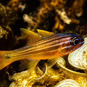 Striped cardinalfish swimming above coral at night, Skolah, Banda Sea, Indonesia