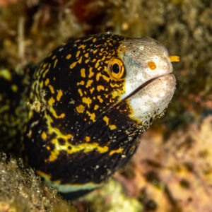 Black and yellow moray eel peering from the reef, Skolah, Banda Sea, Indonesia