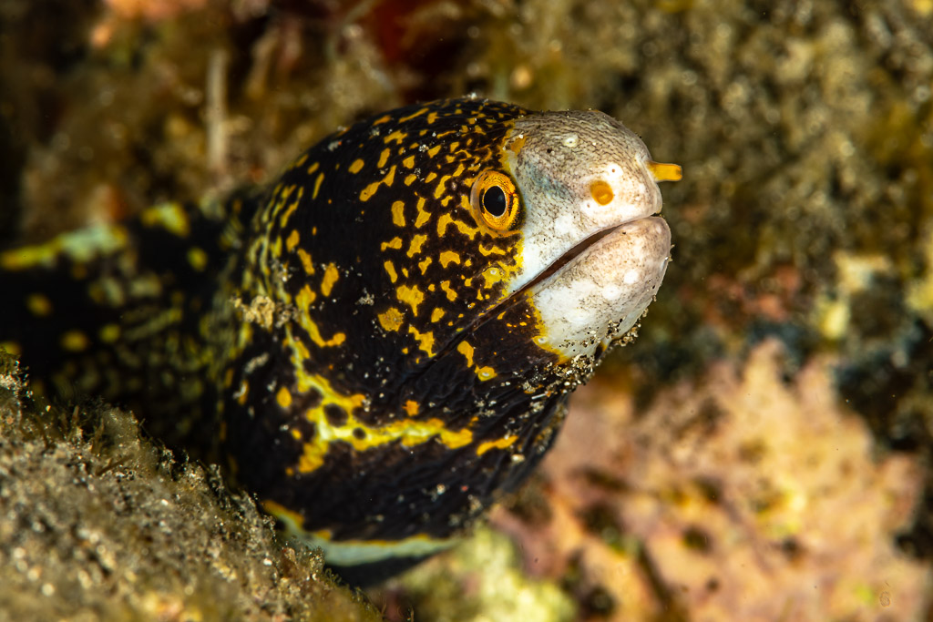 Black and yellow moray eel peering from the reef, Skolah, Banda Sea, Indonesia