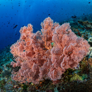 Pink sea fan on a reef slope with fish in blue water, Great Wall of Pantar, Banda Sea, Indonesia