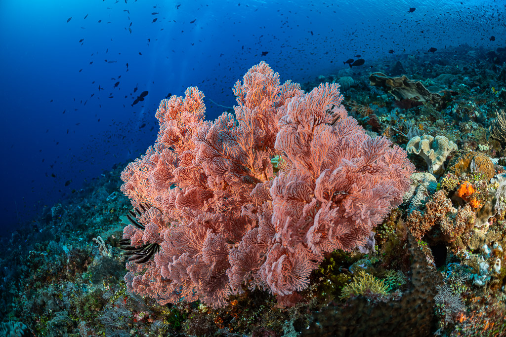 Pink sea fan on a reef slope with fish in blue water, Great Wall of Pantar, Banda Sea, Indonesia