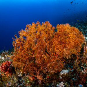 Large orange sea fans on a reef slope against deep blue water, Great Wall of Pantar, Banda Sea, Indonesia