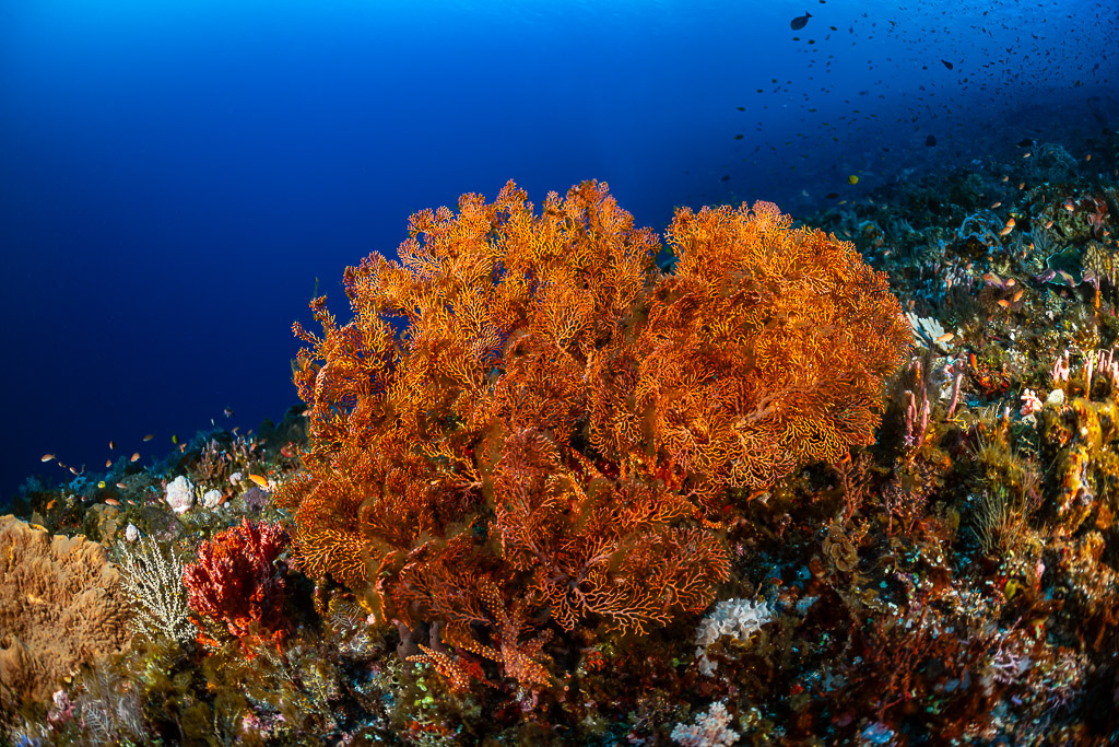 Large orange sea fans on a reef slope against deep blue water, Great Wall of Pantar, Banda Sea, Indonesia