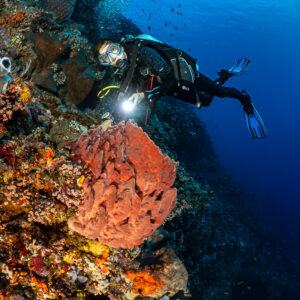 Diver with torch above a red barrel sponge on a steep wall, vertical, Great Wall of Pantar, Banda Sea, Indonesia