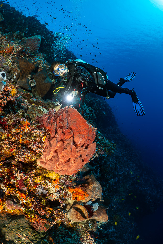 Diver with torch above a red barrel sponge on a steep wall, vertical, Great Wall of Pantar, Banda Sea, Indonesia