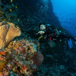 Diver hovering beside a large tan barrel sponge on a colourful wall, Great Wall of Pantar, Banda Sea, Indonesia