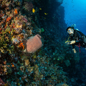 Diver swimming past a pink barrel sponge on a wall with schooling fish, Great Wall of Pantar, Banda Sea, Indonesia