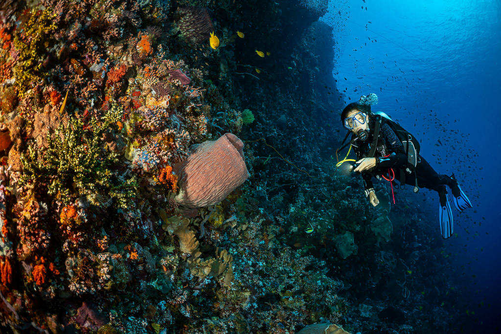 Diver swimming past a pink barrel sponge on a wall with schooling fish, Great Wall of Pantar, Banda Sea, Indonesia