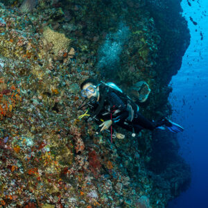 Diver looking up along a richly encrusted reef wall, vertical, Great Wall of Pantar, Banda Sea, Indonesia