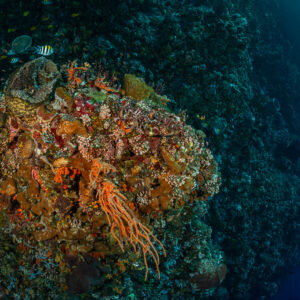 Distant diver beside a coral pinnacle covered in orange encrusting life, Great Wall of Pantar, Banda Sea, Indonesia