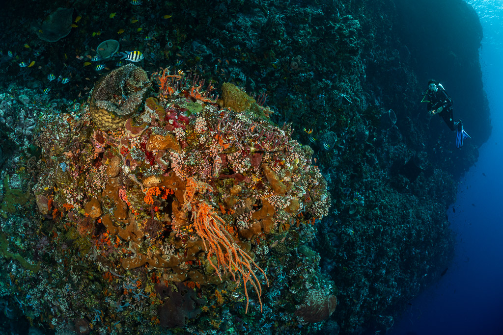 Distant diver beside a coral pinnacle covered in orange encrusting life, Great Wall of Pantar, Banda Sea, Indonesia