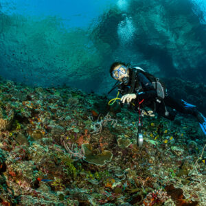 Diver examining the reef slope beneath a shallow overhanging rock, Great Wall of Pantar, Banda Sea, Indonesia
