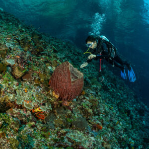 Diver pointing at a small red barrel sponge on a sloping reef, Great Wall of Pantar, Banda Sea, Indonesia