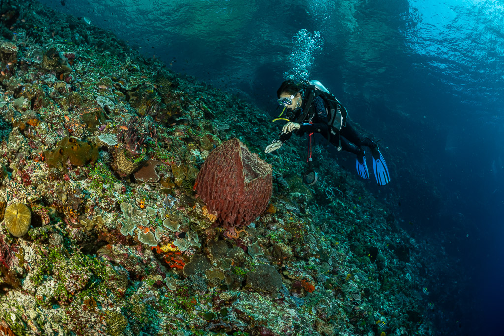Diver pointing at a small red barrel sponge on a sloping reef, Great Wall of Pantar, Banda Sea, Indonesia