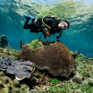 Diver hovering above a large brain coral head in shallow water, vertical, Great Wall of Pantar, Banda Sea, Indonesia