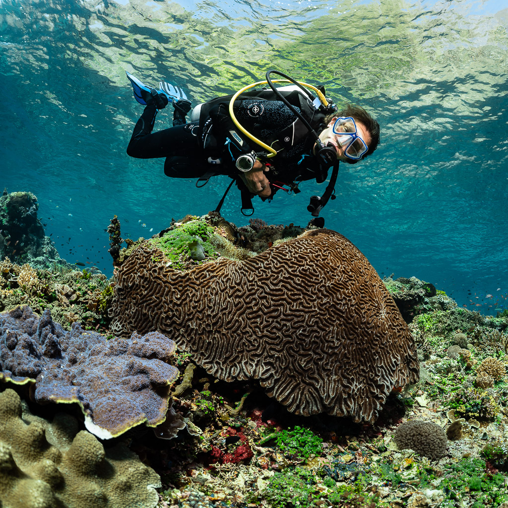 Diver hovering above a large brain coral head in shallow water, vertical, Great Wall of Pantar, Banda Sea, Indonesia