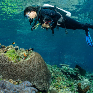 Diver gliding over a large brain coral head near the surface, Great Wall of Pantar, Banda Sea, Indonesia