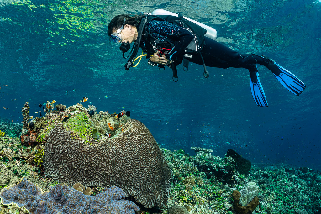 Diver gliding over a large brain coral head near the surface, Great Wall of Pantar, Banda Sea, Indonesia