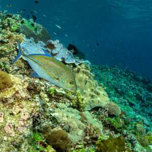 Bluefin trevally hunting over a shallow coral reef slope, Great Wall of Pantar, Banda Sea, Indonesia