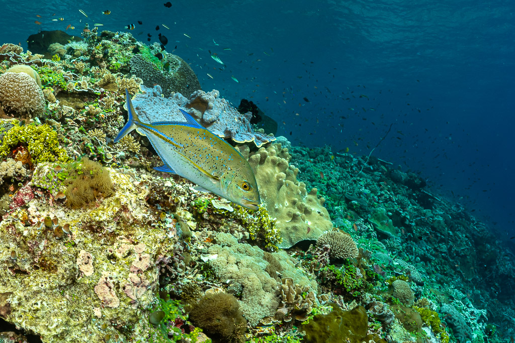 Bluefin trevally hunting over a shallow coral reef slope, Great Wall of Pantar, Banda Sea, Indonesia