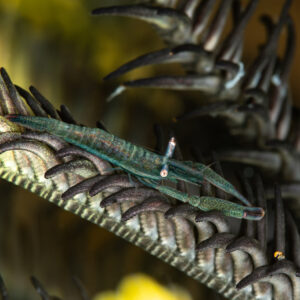 Transparent green shrimp clinging to a dark feather star arm, Mike's Delight, Banda Sea, Indonesia