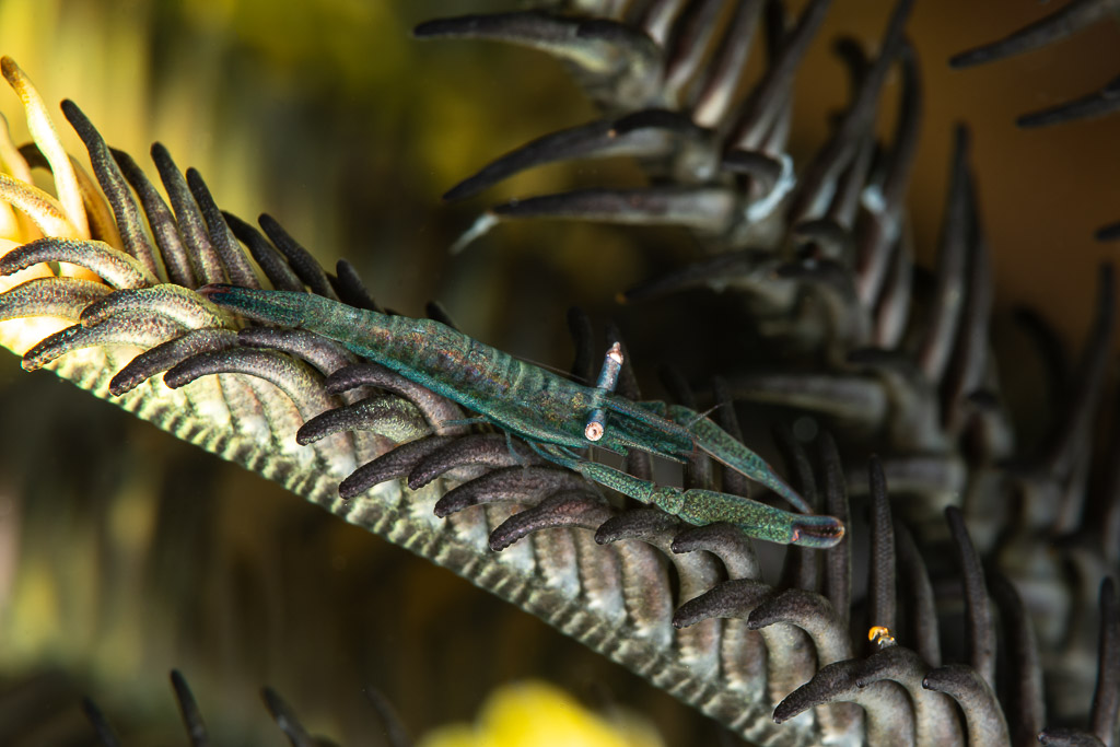 Transparent green shrimp clinging to a dark feather star arm, Mike's Delight, Banda Sea, Indonesia