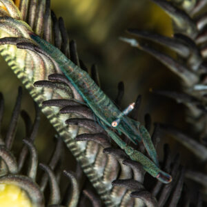Transparent green shrimp on a feather star arm, tighter framing, Mike's Delight, Banda Sea, Indonesia